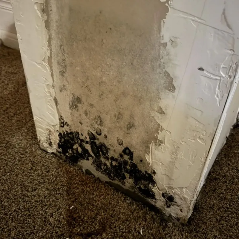 Professional Mold Removal in Gold Hill, OR